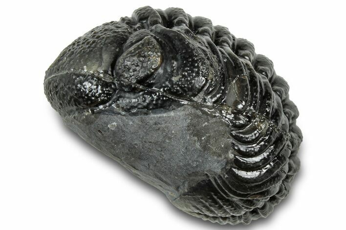 Long, Curled Austerops Trilobite - Morocco #323220